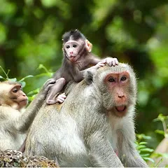 Monkey Life Cambodia YouTube Channel | 77.6K Subscribers — screenshot 1